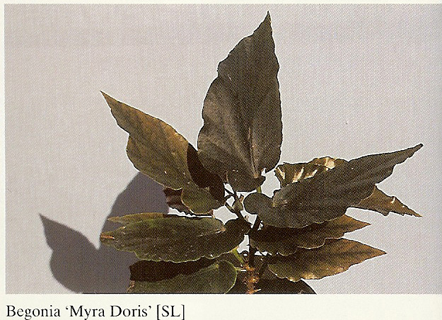 B. ‘Myra Doris’